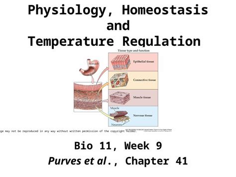 PPT Physiology Homeostasis And Temperature Regulation Bio 11 Week 9