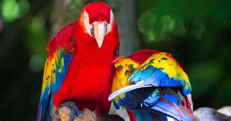 How To Maintain Your Parrot S Nails Veterinary Articles