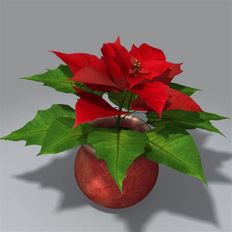 Flor De Nochebuena Modelo D Fbx Obj Max Free D