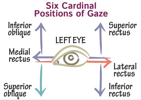 Neuroanatomy Glossary: Cardinal Positions of Gaze (Extraoccular ...