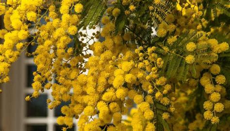 Cómo y dónde cultivar un árbol de mimosa todos los consejos para