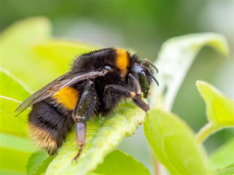 Meat Eating Bees at Eugene Mash blog