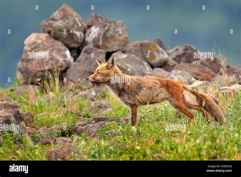 Mangy Moulted Red Foc From Bulgaria Balkan Wildlife Fox In The