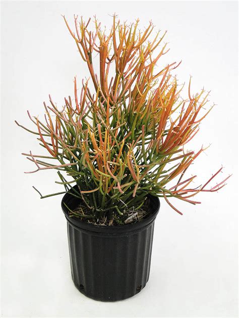 Euphorbia tirucalli ‘Firesticks’ – Sunshine Tropical Foliage – Home of ...