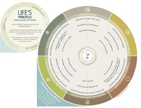 Lifes Principles According To Biomimicry Download Scientific Diagram