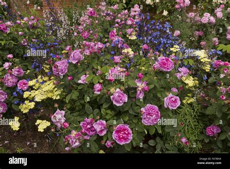 Rose Borders Hi Res Stock Photography And Images Alamy