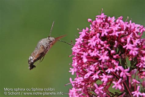 Moro Sphinx Ou Sphinx Colibri