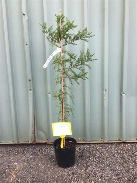 Taxodium Distichum Bald Cypress Nishiki Nursery