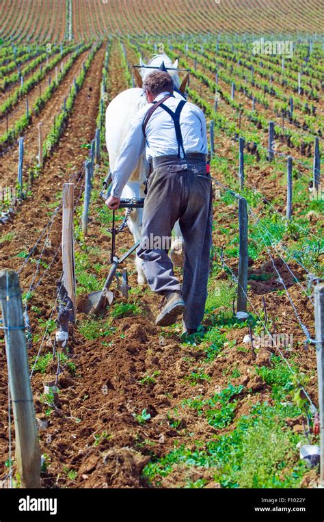 Draft horse and man tilling soil in the La Tache vineyard in Burgundy ...