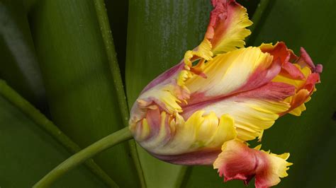 盛开鲜花 高清壁纸18 1920x1080 壁纸下载 盛开鲜花 高清壁纸 植物壁纸 V3壁纸站