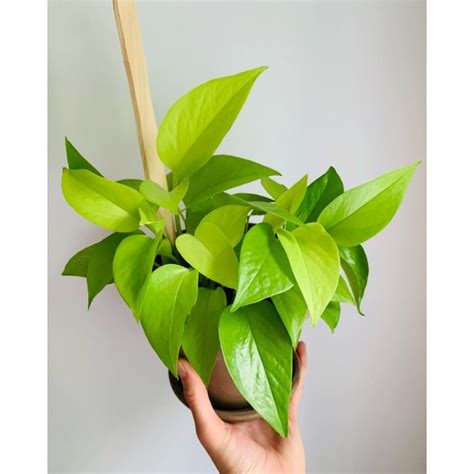 Jual PROMO Tanaman Hias Epipremnum Aureum Neon Sirih Gading Love