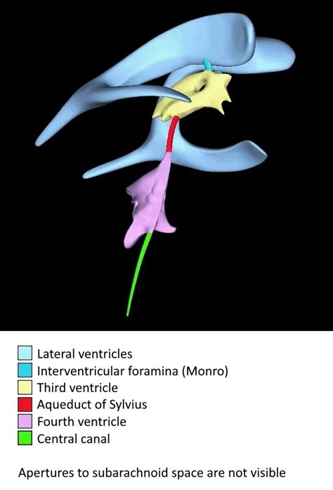 Aqueduct Of Sylvius Impact Of Brain Injury Per Brain Area