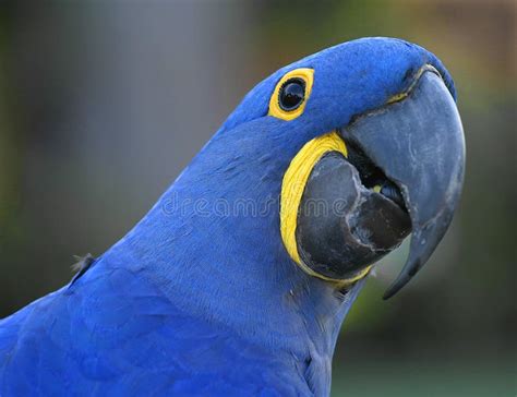 Blauwe Papegaai Stock Foto Image Of Herhaal Vogel Blauw 541882