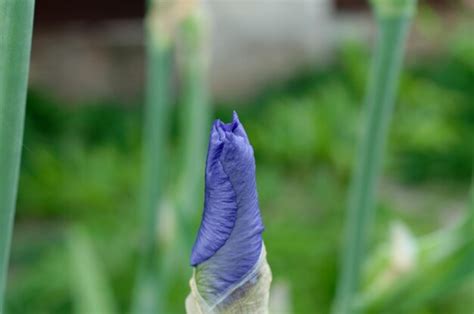 Una Flor Azul Con Un Tallo Verde Foto Premium