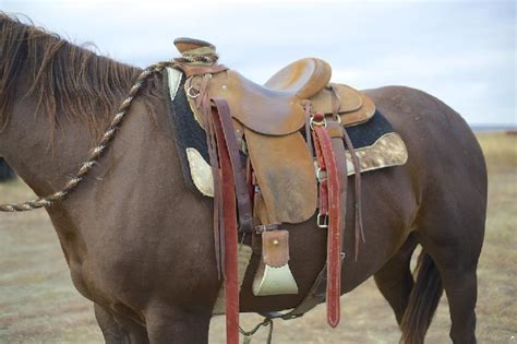 saddle  horse cavvysavvycom   working horses