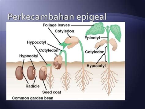 Pertumbuhan Dan Perkembangan Tumbuhan