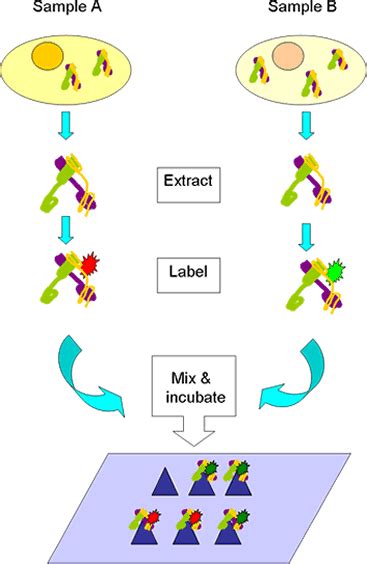 Protein Array Analysis - Department of Statistics - Purdue University