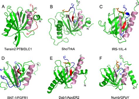 Representative Ptb Domains In Complex With Target Peptides A Tensin