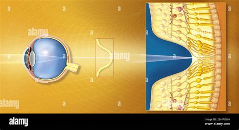 Macula Lutea And Fovea Centralis