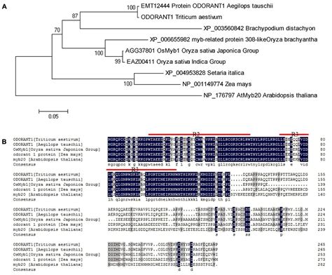 Frontiers A Wheat R R Type Myb Transcription Factor Taodorant