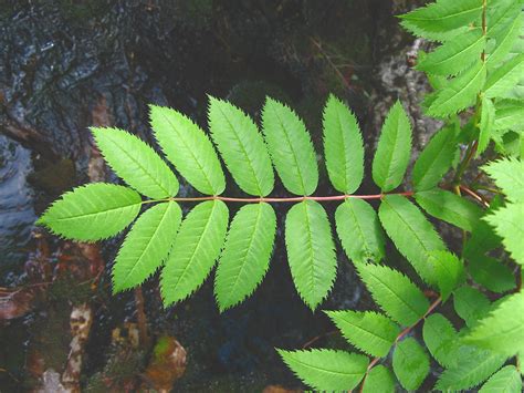 Листок Рябины Фото — Картинки фотографии