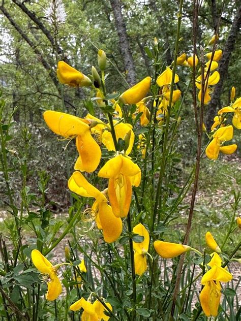 Beobachtung Cytisus Scoparius L Link Campoamor Ramon 14 Mai 2023