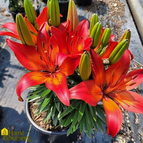 Lilium FantAsiatic Red Asiatic Lily From Home Nursery