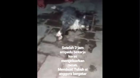 Viral Penyiksaan Kucing Mahasiswa Potensi Dipidana UIN Suka Angkat Tangan