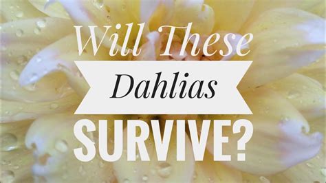 Salvaging The Ransacked Dahlia Tubers Youtube