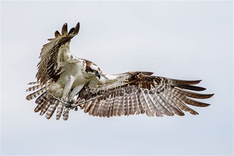 White and brown eagle flying during daytime HD wallpaper | Wallpaper Flare