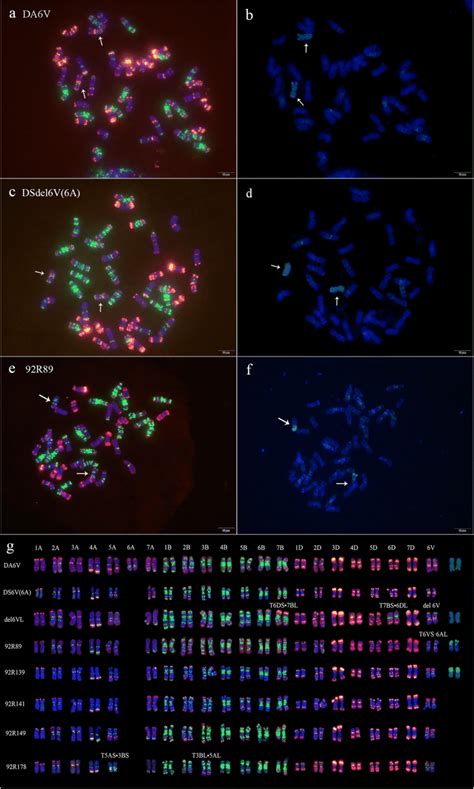 Chromosomes Of Wheat Dasypyrum Villosum Alien Chromosome Lines Da V