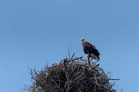 Nesting American Bald Eagle - Trevor LaBarge