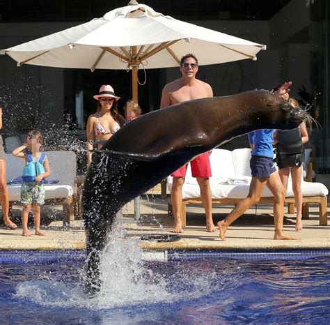 Kourtney Kardashian In Bikini Making Out With A Big Seal At The Pool In Mexico Porn Pictures