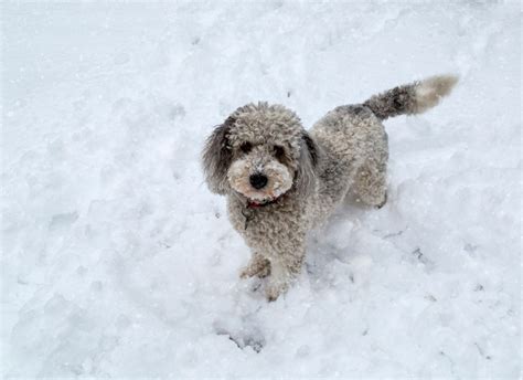 Aussiedoodle Puppies: Pictures and Facts