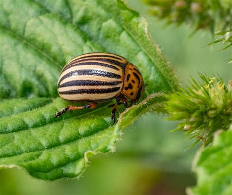 Premium Photo | Colorado potato beetle