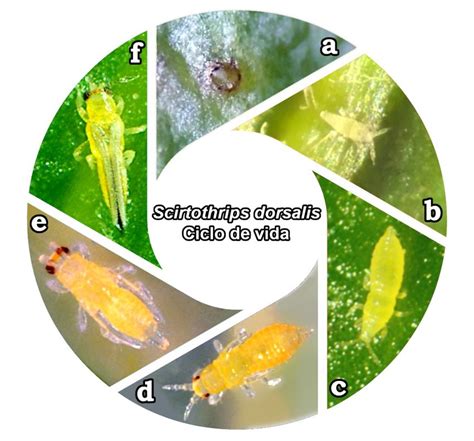 Ciclo De Vida De Scirtothrips Dorsalis A Huevo B Y C Ninfas De