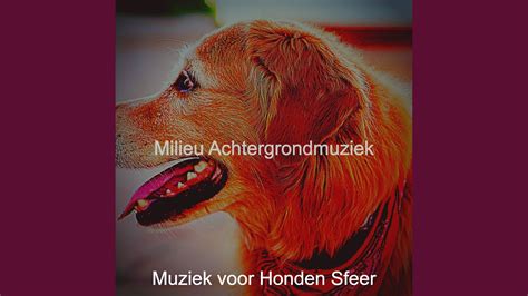 Bevallig Slapende Honden Muziek Youtube