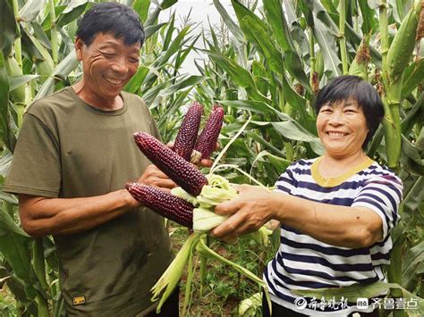 情报站可以吃的“黑珍珠”！临沂郯城黑玉米获丰收，村民乐开怀情报员山东花青素