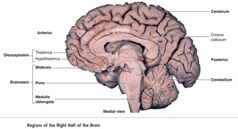 Brain Anatomy