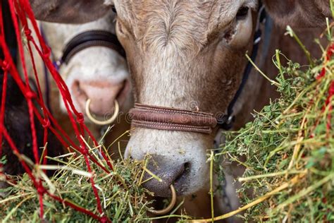 Cow Nose Ring Stock Photos - Download 234 Royalty Free Photos