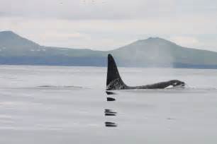 Killer Whales And Their Prey In Iceland Globalgiving