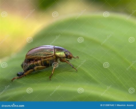 Macro Photography of a Green Jewel Scarab Stock Photo - Image of forest ...