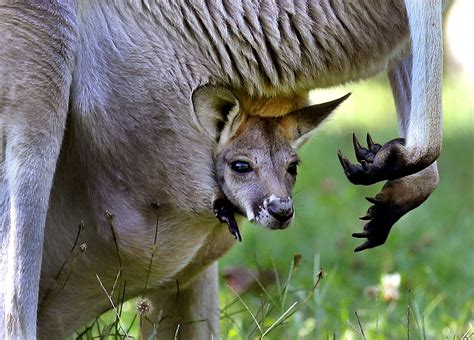 Joey Kangaroo