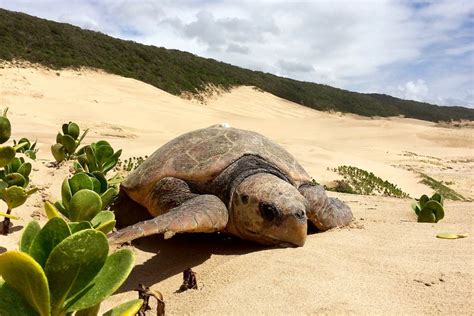 ISimangaliso Wetland Park Offers Miles Of Adventure Ujuzi Travel