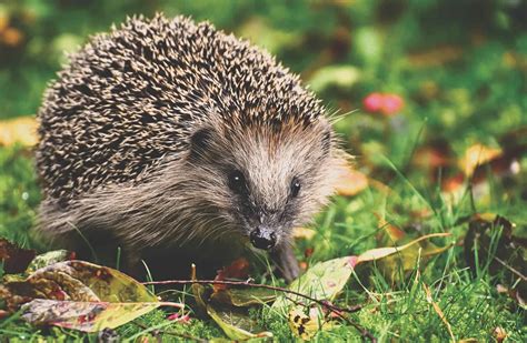 Tout savoir sur le hérisson et comment le protéger France Nature