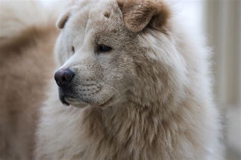 Chow chow poznaj rasę psów chow chow Klub Chow Chow