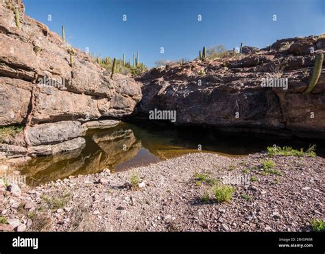 Landscape At Wildhorse Tank An Oasis In The Sonoran Desert Organ Pipe