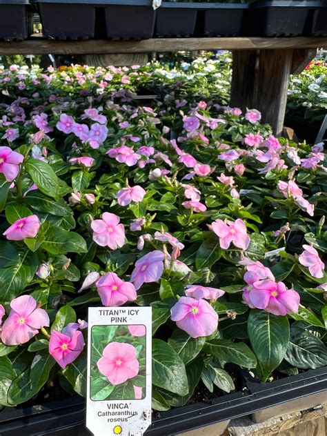 martin garden center 1