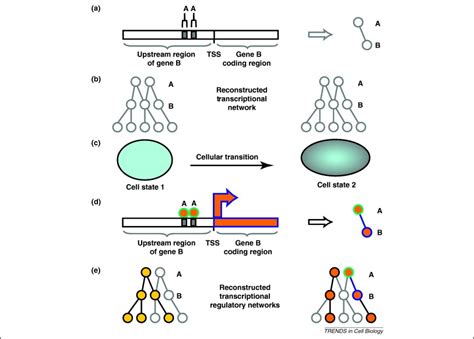 Reconstructing Regulatory Network Transitions Trends In Cell Biology