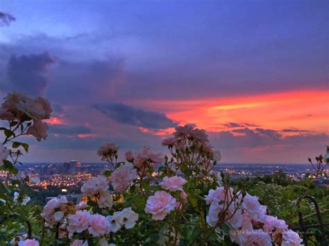 Flowers for Mother’s Day